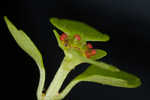 American golden saxifrage